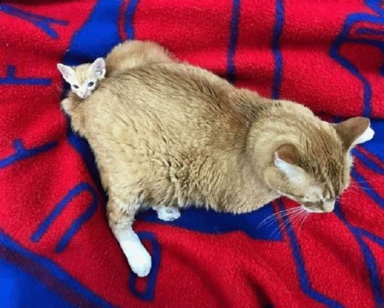 Хворий рудий кіт став співробітником ветеринарної клініки