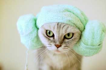41346 Как часто можно мыть кошку шампунем, сколько раз моют кошек?