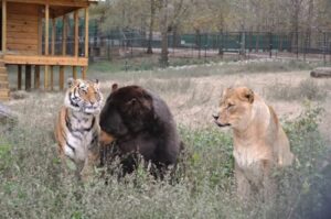 42939 Необычная дружба: медведь, лев и тигр неразлучны уже более 15 лет!
