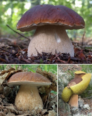 43305 Собирать грибы в високосный год – много белых