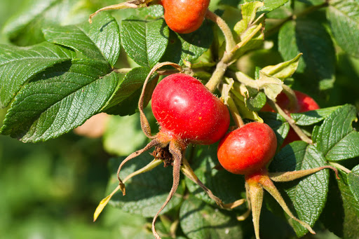Топ-5 самых полезных ягод осени. Первое место по праву занимает шиповник