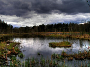 43130 Загадочные места России: Череповецкие болота