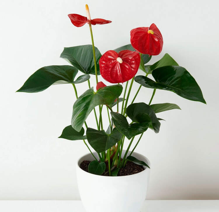 10 растений для дома, которые помогут создать благоприятную атмосферу. Домашние растения не только украшают интерьер, но и способствуют оздоровлению помещений