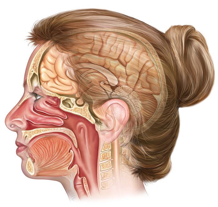 Кашляете и заложен нос? Лечите кишечник! Организм человека представляет собой гармоничную систему, в которой компоненты взаимосвязаны и взаимозависимы.