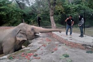 47469 Шер врятувала найсамотнішого в світі слона