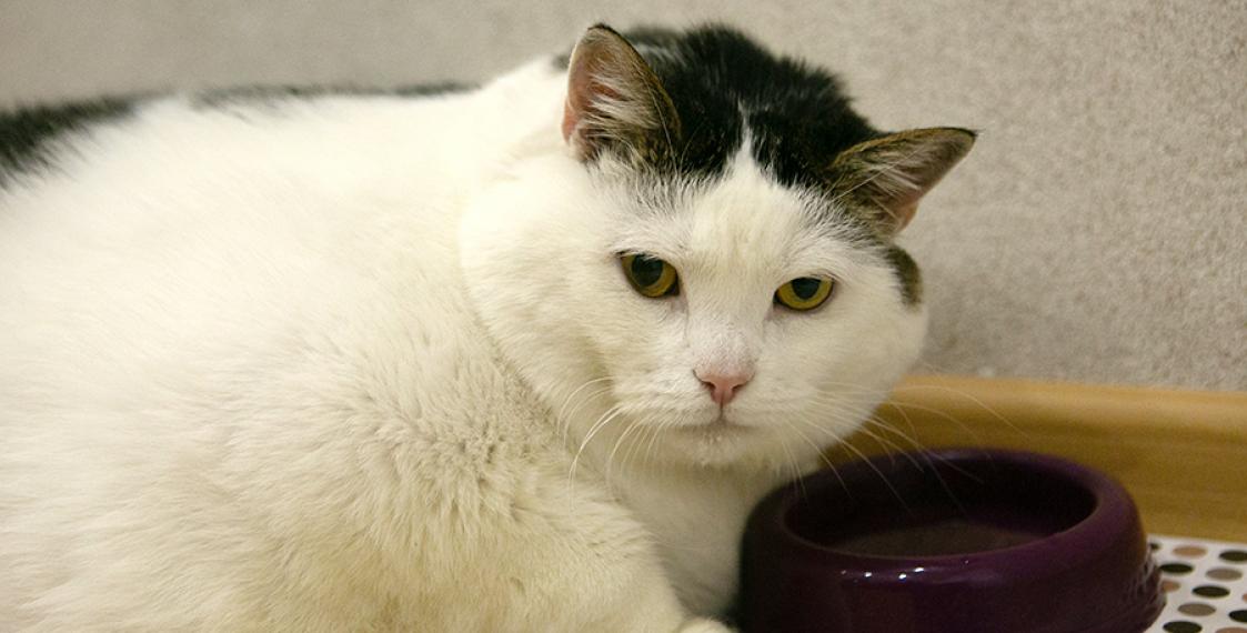 47035 Упитанный малыш: самый толстый кот Беларуси весит 19,6 килограмм