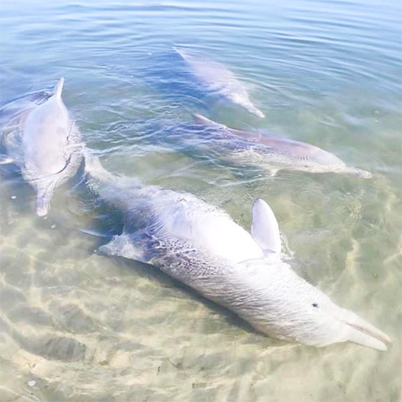 49841 Дельфин приносит людям подарки со дна океана и меняет их на еду
