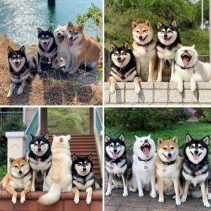 50198 Гарантия хорошего настроения: 12 фотографий самых милых и очень смешных собачек