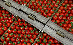48973 Почему Россия ввела запрет на ввоз томатов и яблок из Азербайджана