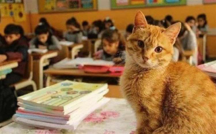 49334 Ученик 3-го класса, кот Томбо устроил настоящую забастовку, когда его не пустили в школу