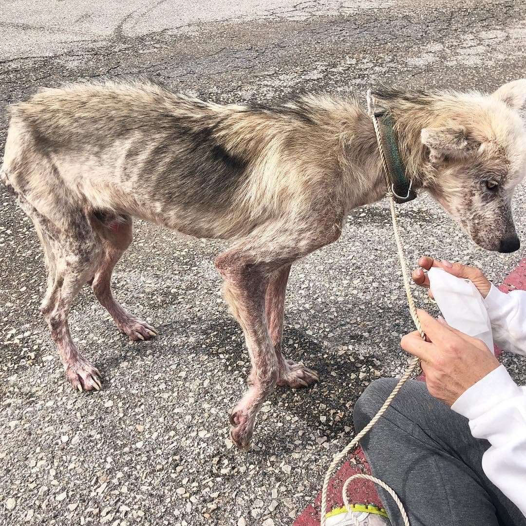 50273 Волонтеры выходили пса породы хаски, который 2 года сидел на цепи. Посмотрите в какого красавца он превратился!