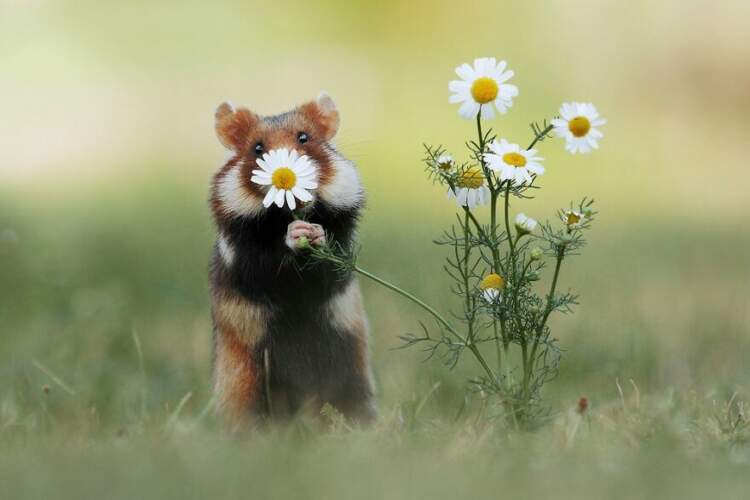 Маленькие зверушки радуются жизни: великолепный фотопроект Джулиана Рада