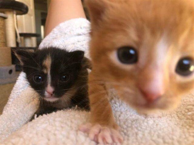 Маленькие котята выживали несколько дней на улице в обнимку. В небольшом американском городке Финикс двое малышей несколько дней старались выжить на улице