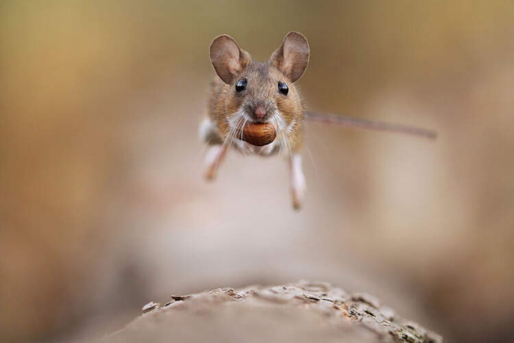 Маленькие зверушки радуются жизни: великолепный фотопроект Джулиана Рада