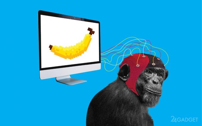 51257 Компания Илона Маска чипировала обезьяну и научила ее играть на компьютере при помощи силы мысли