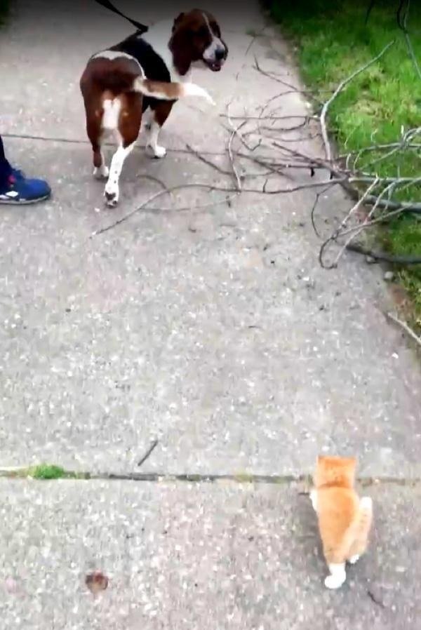 Котик хотел домой, поэтому он решил догнать человека, который ему понравился, он выбрал Джона, гулявшего с собакой