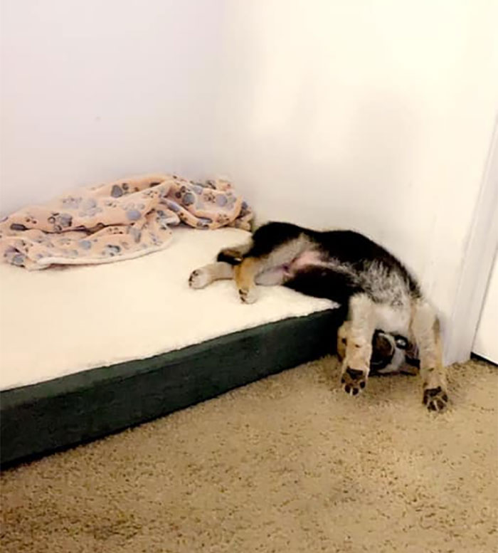 Спящаясобакачеллендж: самые необычные позы для сна песиков