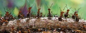 54504 Как выдворить муравьев с участка подручными порошками