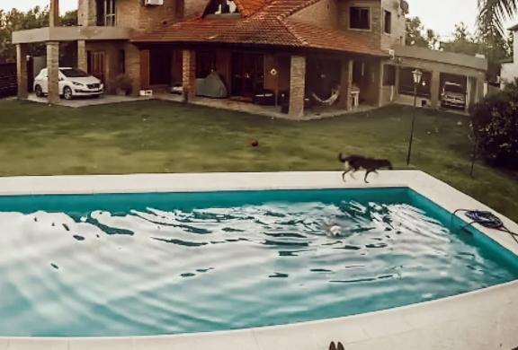 54491 Слепая собака упала в бассейн, но ее подруга-собака помогла ей выбраться
