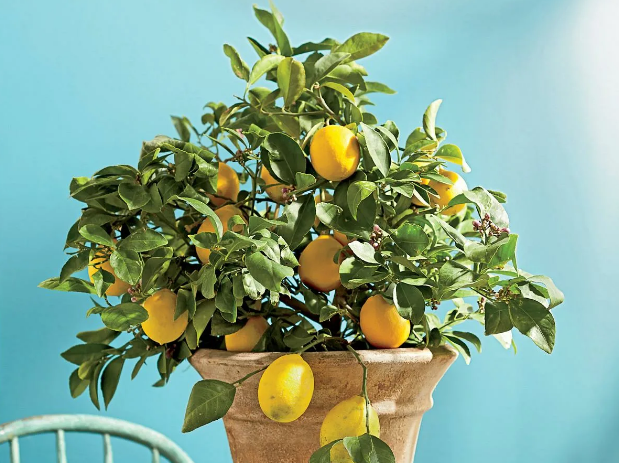 55145 Как вырастить лимонное дерево из семян и получить плоды уже через 2 года: практические советы