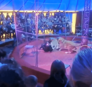 56278 Ужасающее видео: Львица напала на дрессировщика в цирке