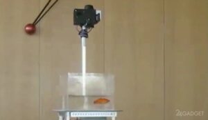 60420 Израильские учёные научили золотых рыбок управлять наземными машинами (видео)