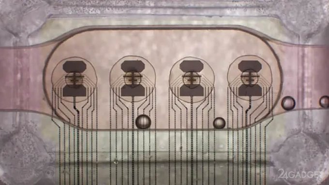 62920 Запущен первый в мире биопроцессор из 16 органоидов мозга с удалённым доступом